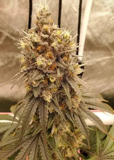 Mind Flayer by Solfire Gardens, Photoperiod cannabis strain