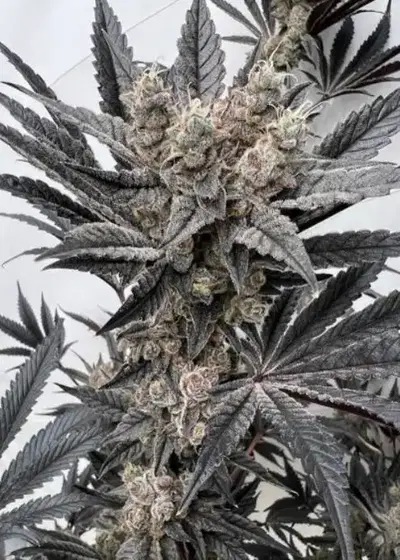 Mind Melter by Solfire Gardens, Photoperiod cannabis strain