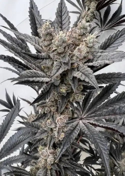 Mind Melter by Solfire Gardens, Photoperiod cannabis strain