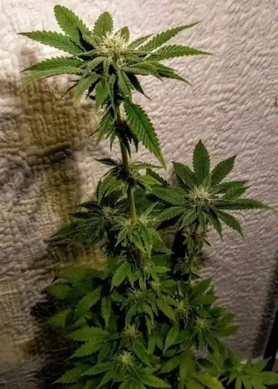 Mint Chocolate Bananas by Holy Smoke Seeds, Photoperiod cannabis strain