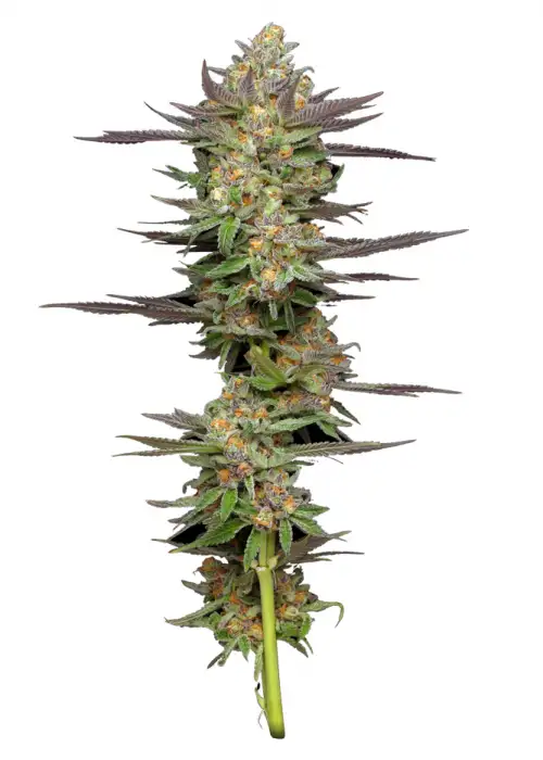 Mint Jelly Autoflower by Humboldt Seed Company, Autoflower cannabis strain