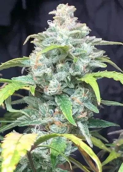 Miracle Berry by Night Owl Seeds, Autoflower cannabis strain