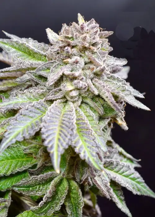 Miracle Gushers by Nasha Genetics, Photoperiod cannabis strain