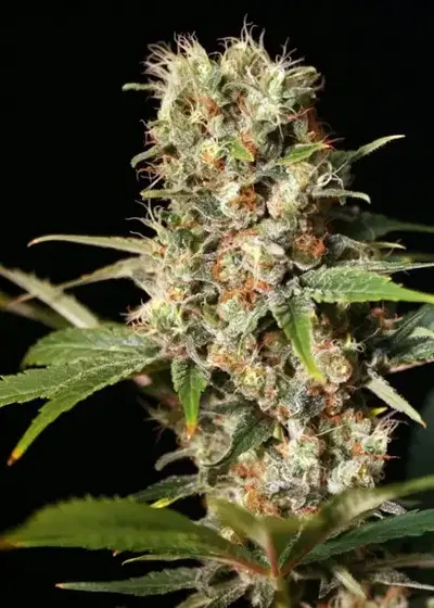 Missing by Eva Seeds, Photoperiod cannabis strain