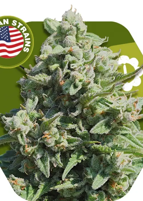 Misty Gorilla Autoflowering by Zambeza, Autoflower cannabis strain