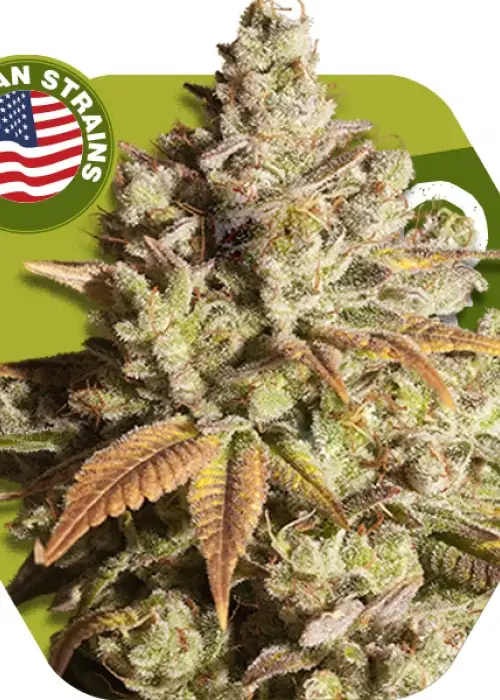 Misty Gorilla by Zambeza, Photoperiod cannabis strain