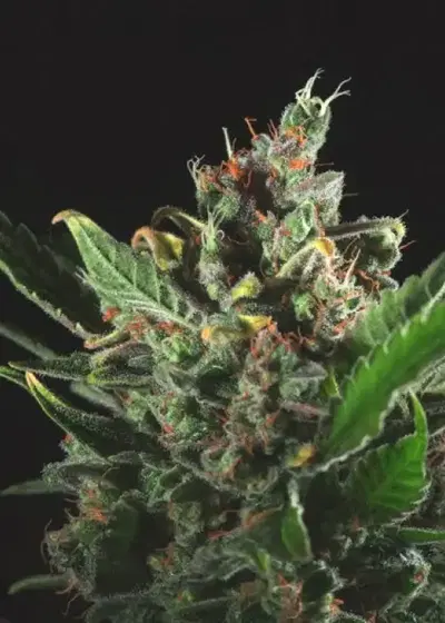 MK Milk by Genofarm, Photoperiod cannabis strain