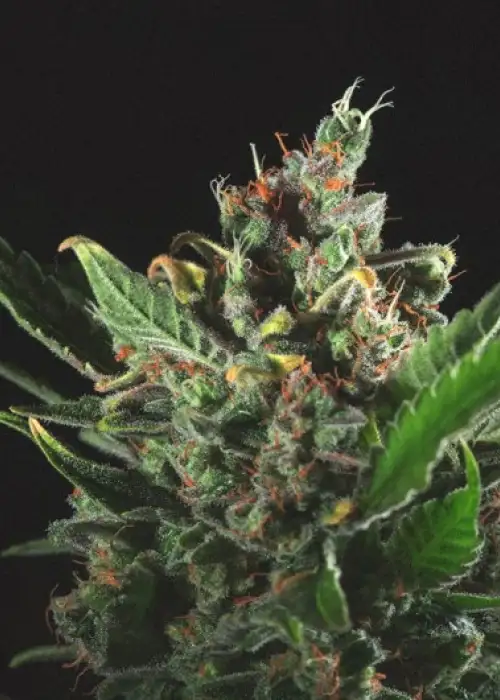 MK Milk by Genofarm, Photoperiod cannabis strain