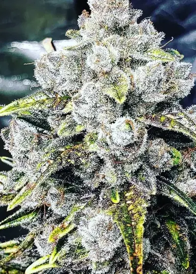 MOB Cookies Auto by 207 Genetics, Autoflower cannabis strain