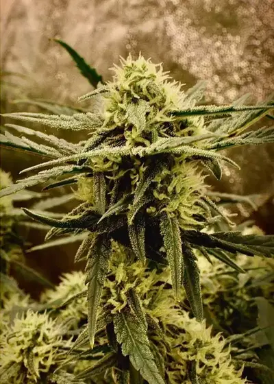 Moby-D XXL Auto cannabis strain