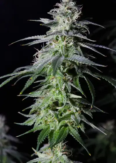 Moby-D by BSF Seeds, Photoperiod cannabis strain