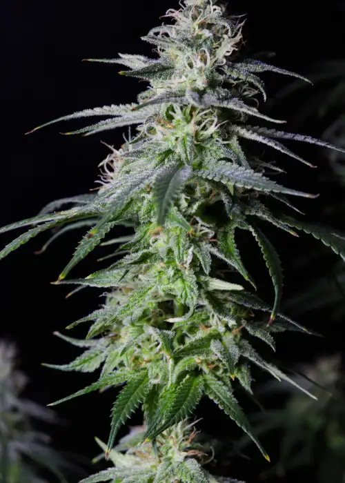 Moby-D by BSF Seeds, Photoperiod cannabis strain