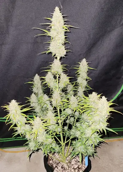 Moby Dick Auto by Pev Seeds, Autoflower cannabis strain