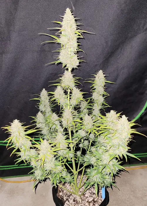 Moby Dick Auto by Pev Seeds, Autoflower cannabis strain