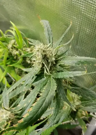 Moby Dick by Herbies USA Express, Photoperiod cannabis strain