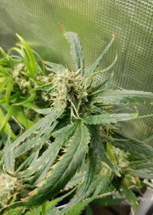 Moby Dick by Herbies USA Express, Photoperiod cannabis strain