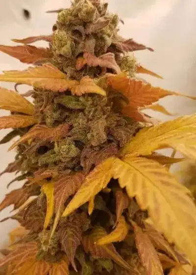 Moby-Wan Chemoby Auto by Niagara Seed Bank, Autoflower cannabis strain