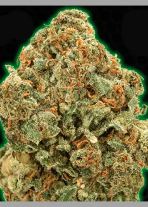 Moby by Monster Genetics, Photoperiod cannabis strain