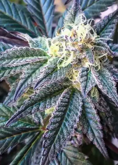 Modified Macberry Moonshine by Dragons Flame Genetics, Photoperiod cannabis strain