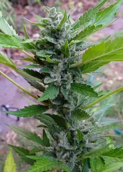 Mohan Poison by Silver River Seeds, Autoflower cannabis strain