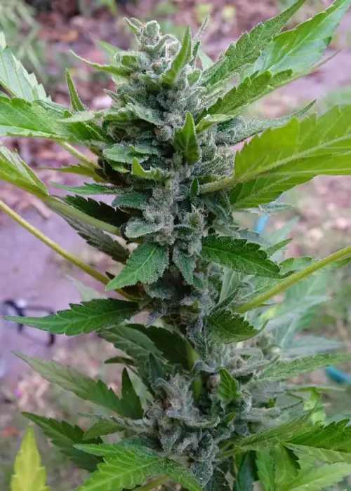 Mohan Poison by Silver River Seeds, Autoflower cannabis strain