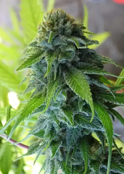 Mohan Thai by Silver River Seeds, Photoperiod cannabis strain