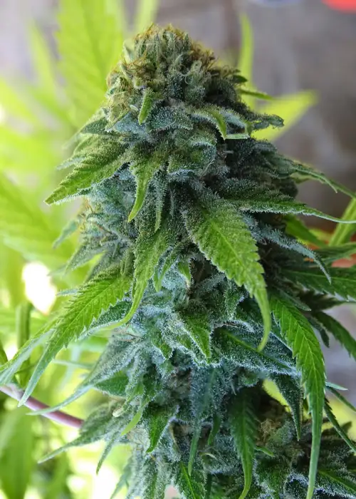 Mohan Thai by Silver River Seeds, Photoperiod cannabis strain