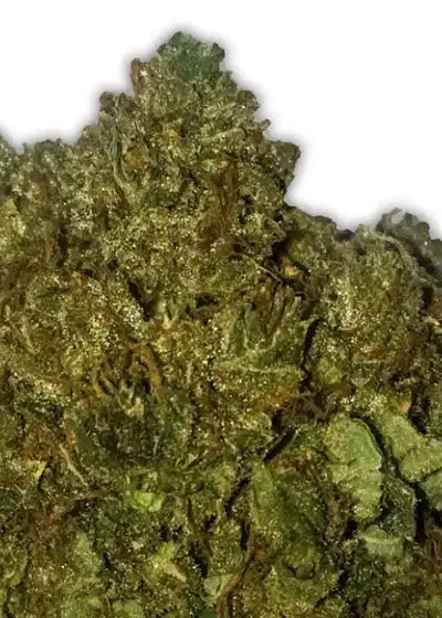 Money Bush by Heavyweight Seeds, Photoperiod cannabis strain