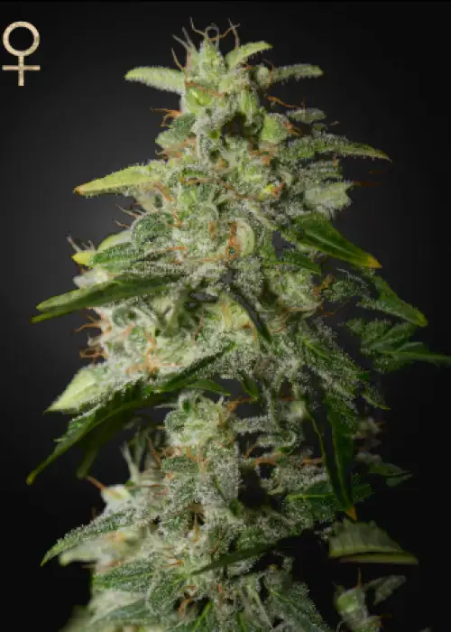 Money Maker by Strain Hunters, Photoperiod cannabis strain