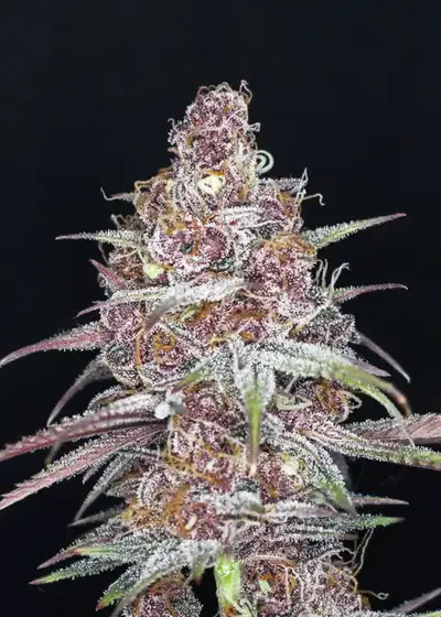 Money Shot by Mass Medical Strains, Photoperiod cannabis strain