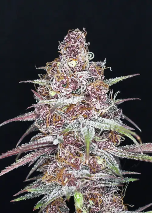 Money Shot by Mass Medical Strains, Photoperiod cannabis strain