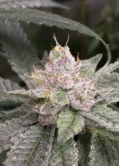 Monkey Berries by Exotic Genetix, Photoperiod cannabis strain