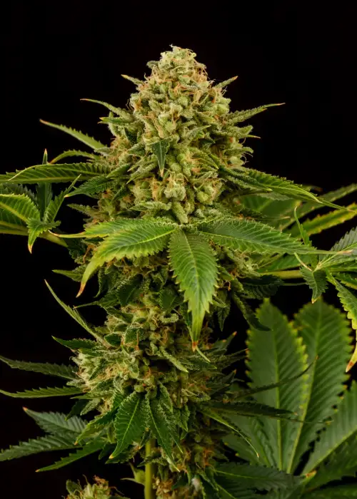 Monkey Grease by Kannabia Seed Company, Photoperiod cannabis strain