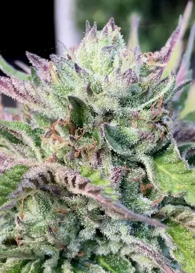 Monkey Haze Cookies by Mamiko Seeds, Photoperiod cannabis strain