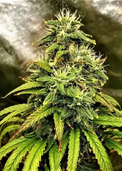 Monolith Mass by Critical Mass Collective, Photoperiod cannabis strain
