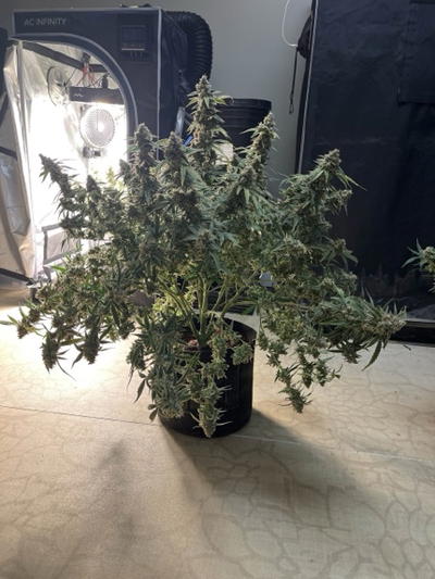Monster Cookies II by Brothers In Farms, Autoflower cannabis strain