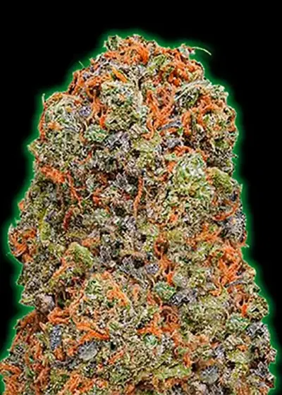 Monster Gelato Auto by Monster Genetics, Autoflower cannabis strain