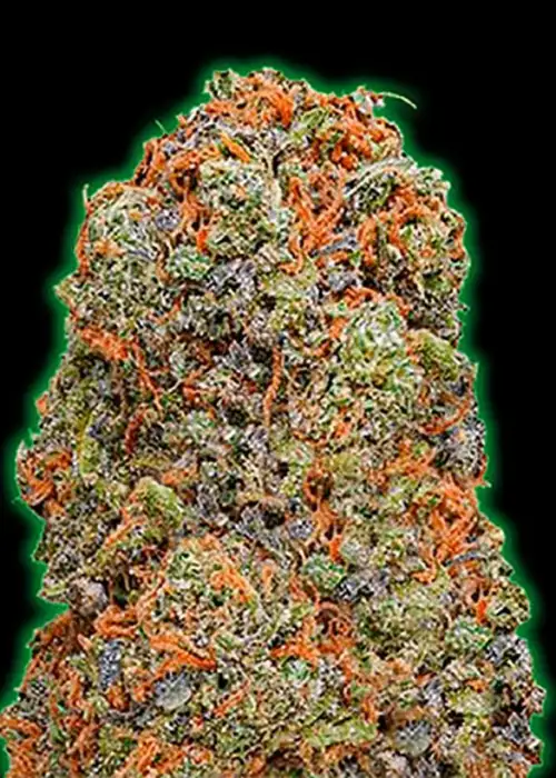 Monster Gelato Auto by Monster Genetics, Autoflower cannabis strain