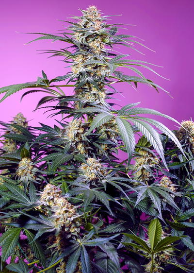 Monster Maker by Sweet Seeds, Photoperiod cannabis strain