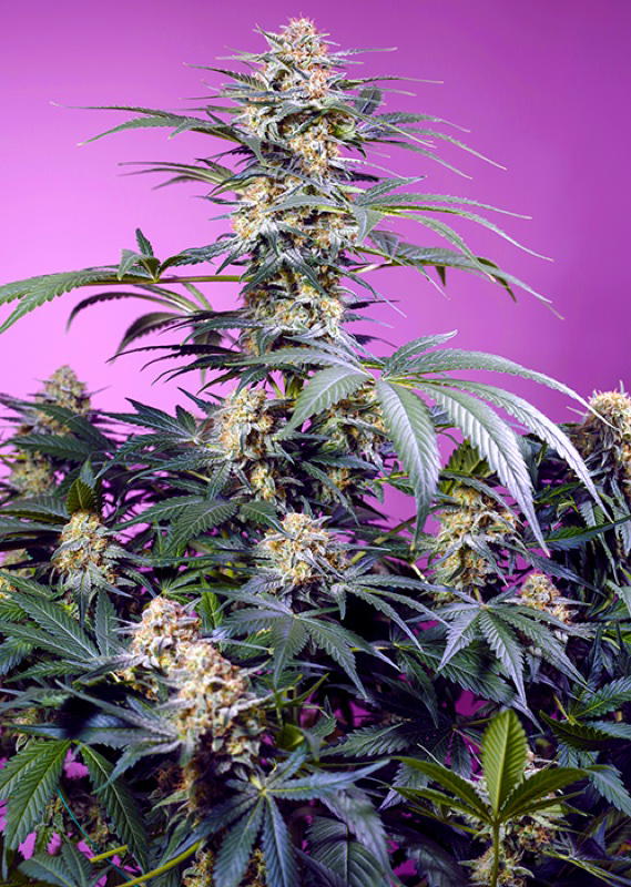 Monster Maker by Sweet Seeds, Photoperiod cannabis strain