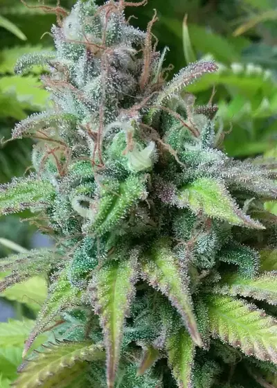 Monster Mass by Critical Mass Collective, Photoperiod cannabis strain