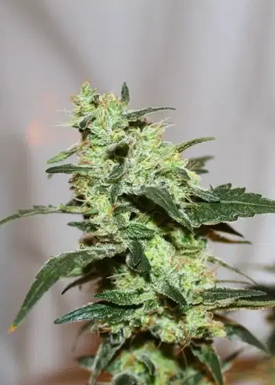 Monster Profit by Heavyweight Seeds, Photoperiod cannabis strain