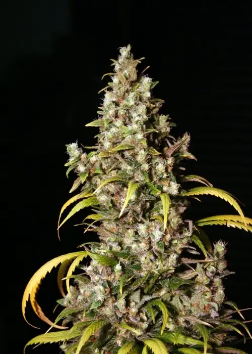 Monster by Eva Seeds, Photoperiod cannabis strain