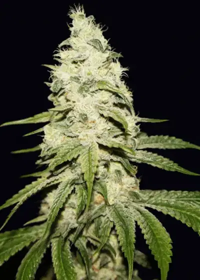 Mont Blanc by T.H.Seeds, Photoperiod cannabis strain