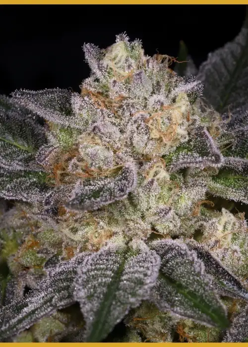Moon Boots by Archive Seed Bank, Photoperiod cannabis strain