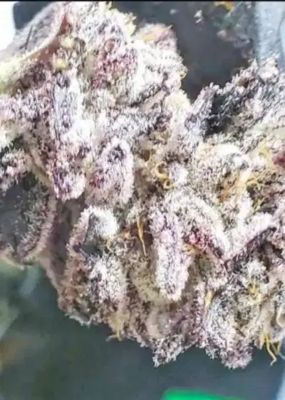 Moon Runtz by Tiki Madman, Photoperiod cannabis strain