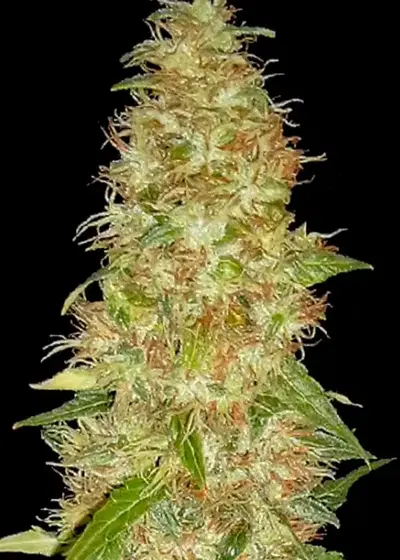 Moon Walker Kush by Spliff Seeds, Photoperiod cannabis strain