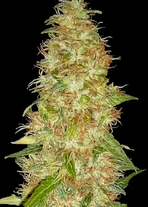 Moon Walker Kush by Spliff Seeds, Photoperiod cannabis strain