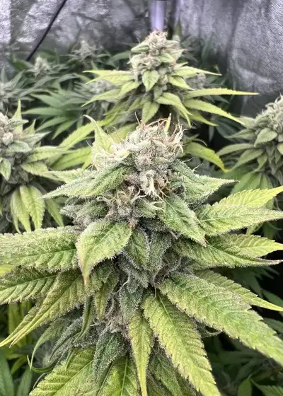 Moonberry by Tastebudz Genetics, Photoperiod cannabis strain