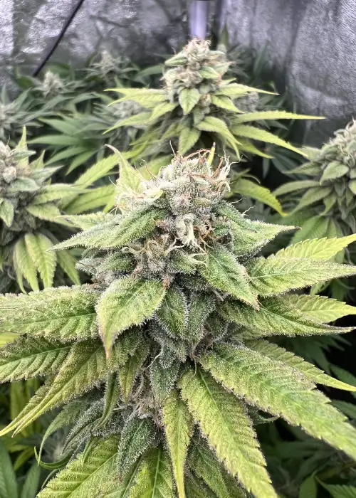 Moonberry by Tastebudz Genetics, Photoperiod cannabis strain